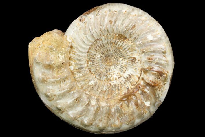 Large, Ammonite (Kranosphinctes?) Fossil - Madagascar #123134